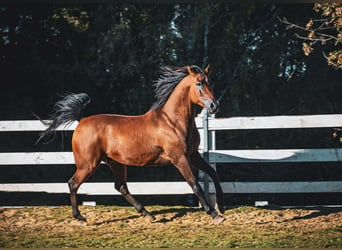 Arabiskt fullblod, Valack, 6 år, 152 cm, Brun