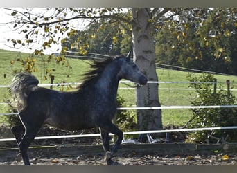 Arabiskt fullblod, Valack, 6 år, 155 cm, Gråskimmel