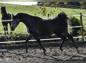 Arabiskt fullblod, Valack, 6 år, 155 cm, Gråskimmel