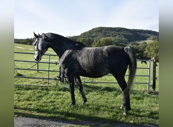 Arabiskt fullblod, Valack, 6 år, 155 cm, Gråskimmel