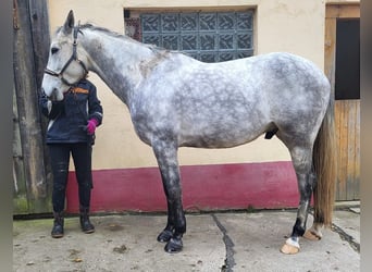 Arabiskt fullblod, Valack, 6 år, 158 cm, Gråskimmel