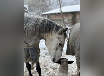 Arabiskt fullblod, Valack, 6 år, 158 cm, Gråskimmel