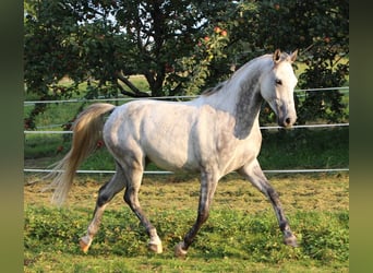 Arabiskt fullblod, Valack, 6 år, 158 cm, Gråskimmel