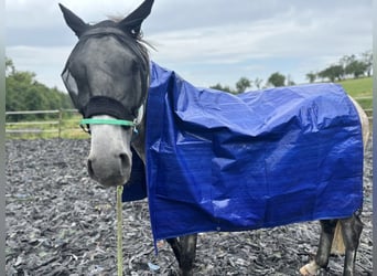 Arabiskt fullblod, Valack, 6 år, 158 cm, Gråskimmel