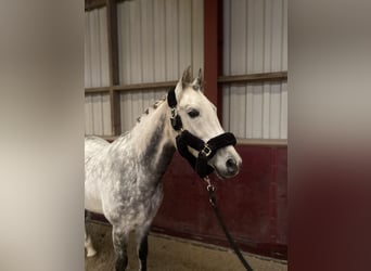 Arabiskt fullblod, Valack, 9 år, 160 cm, Grå