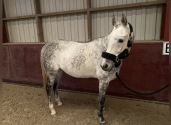 Arabiskt fullblod, Valack, 9 år, 160 cm, Grå