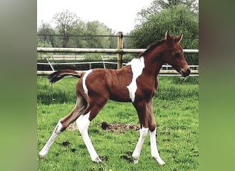 Arabiskt halvblod, Hingst, Föl (04/2024), 150 cm, Tobiano-skäck-alla-färger