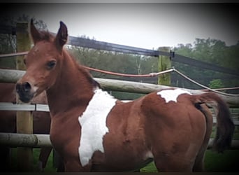 Arabiskt halvblod, Hingst, Föl (04/2024), 150 cm, Tobiano-skäck-alla-färger