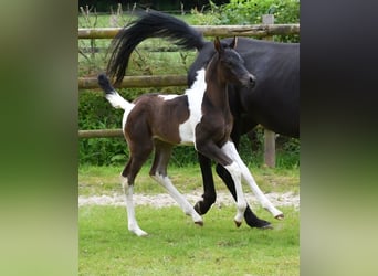 Arabiskt halvblod, Hingst, Föl (06/2024), 156 cm, Tobiano-skäck-alla-färger