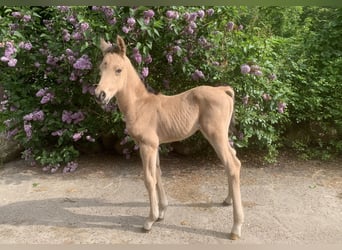 Arabiskt halvblod, Hingst, Föl (01/2024), 160 cm, Gulbrun