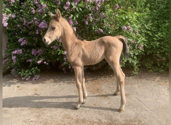 Arabiskt halvblod, Hingst, Föl (01/2024), 160 cm, Gulbrun