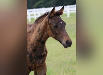 Arabiskt halvblod, Hingst, Föl (04/2024), 164 cm, Brun