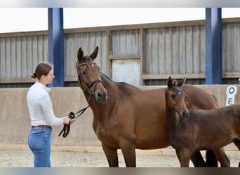 Arabiskt halvblod, Hingst, Föl (04/2024), 164 cm, Brun