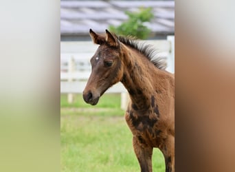 Arabiskt halvblod, Hingst, Föl (04/2024), 164 cm, Brun