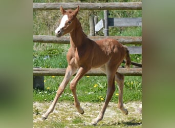 Arabiskt halvblod, Sto, 2 år, 154 cm, fux