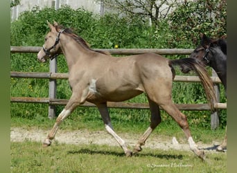 Arabiskt halvblod, Sto, 2 år, 156 cm, Tobiano-skäck-alla-färger