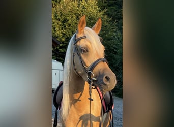 Arabiskt halvblod, Sto, 4 år, 140 cm, Palomino