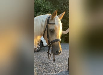 Arabiskt halvblod, Sto, 4 år, 142 cm, Palomino