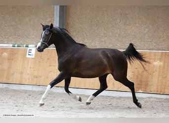 Arabiskt halvblod, Sto, 4 år, 160 cm, Rökfärgad svart