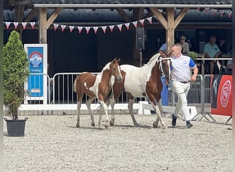 Arabiskt halvblod, Sto, Föl (01/2023), 100 cm, Tobiano-skäck-alla-färger