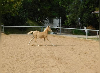 Arabiskt halvblod Blandning, Sto, Föl (06/2024), 152 cm, Palomino