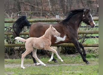 Arabiskt halvblod, Sto, Föl (02/2024), 153 cm, Palomino