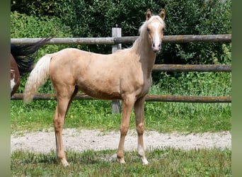 Arabisches Partbred, Stute, Fohlen (02/2024), 153 cm, Palomino