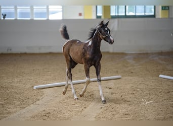 Arabisches Partbred, Stute, Fohlen (04/2024), 155 cm