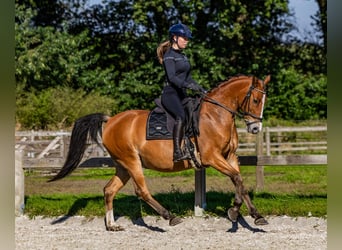 Arabiskt halvblod, Valack, 11 år, 155 cm, Brun