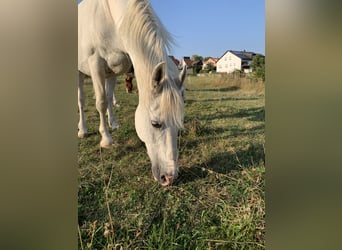 Arabiskt halvblod Blandning, Valack, 20 år, 152 cm, Grå