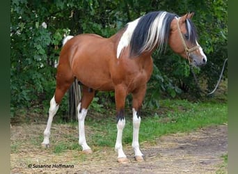 Arabisches Partbred, Wallach, 3 Jahre, 154 cm, Schecke