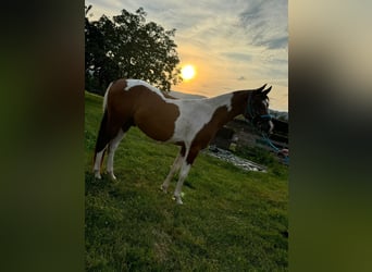 Arabisches Partbred, Wallach, 3 Jahre, 154 cm, Schecke