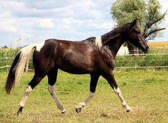 Arabiskt halvblod, Valack, 4 år, 146 cm, Svart