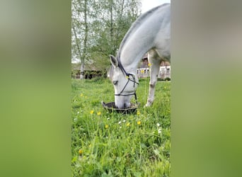 Arabiskt halvblod Blandning, Valack, 8 år, 149 cm, Gråskimmel