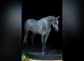 Arabo Beduino (Asil), Castrone, 3 Anni, 162 cm, Grigio