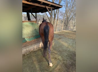 Arabo Beduino (Asil), Castrone, 4 Anni, 150 cm, Baio scuro