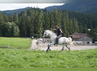 Arabo Beduino (Asil), Castrone, 6 Anni, 158 cm, Grigio trotinato