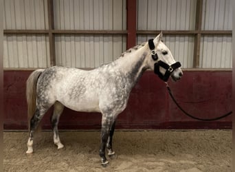 Arabo Beduino (Asil), Castrone, 9 Anni, 160 cm, Grigio