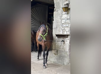 Arabo Beduino (Asil), Giumenta, 6 Anni, 154 cm, Baio