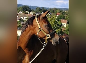 Arabo Beduino (Asil), Giumenta, 7 Anni, 152 cm, Baio