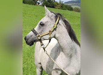 Arabo Beduino (Asil), Giumenta, 8 Anni, 153 cm, Grigio