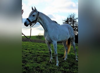 Arabo Beduino (Asil), Giumenta, 9 Anni, 155 cm, Grigio