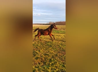 Arabo Beduino (Asil), Stallone, 2 Anni, Baio nero