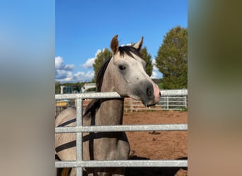 Arabo Beduino (Asil) Mix, Stallone, 2 Anni, Grigio pezzato