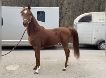 Arabo Beduino (Asil), Stallone, 3 Anni, 150 cm, Sauro