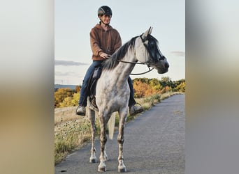 Arabo Beduino (Asil), Castrone, 10 Anni, 154 cm