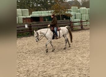 Arabo Beduino (Asil), Castrone, 14 Anni, 153 cm, Grigio