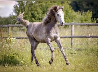 Arabo Beduino (Asil), Castrone, 2 Anni, 154 cm, Può diventare grigio