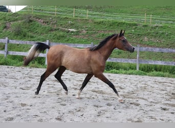 Arabo Beduino (Asil), Castrone, 2 Anni, 158 cm, Falbo baio
