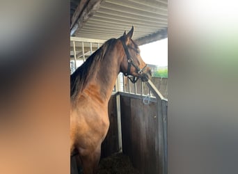 Arabo Beduino (Asil), Castrone, 4 Anni, 150 cm, Baio